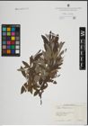 Foto von Salix lapponum L.
